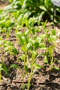 Zürih, İsviçre, 1 Mayıs 2024 Carthamus Tinctorius veya botanik bahçesindeki safran bitkisi