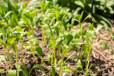 Zürih, İsviçre, 1 Mayıs 2024 Carthamus Tinctorius veya botanik bahçesindeki safran bitkisi