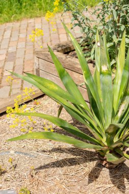 Zürih, İsviçre, 1 Mayıs 2024 Agave Sisalana veya botanik bahçesindeki sisal bitki