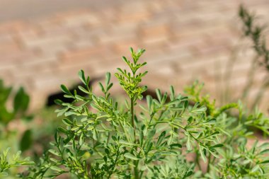 Zürih, İsviçre, 1 Mayıs 2024 Ruta Graveolens veya botanik bahçesindeki sıradan bir sedir bitkisi