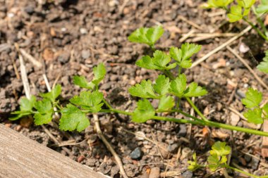 Zürih, İsviçre, 1 Mayıs 2024 Petroselinum Crispum veya botanik bahçesindeki maydanoz bitkisi