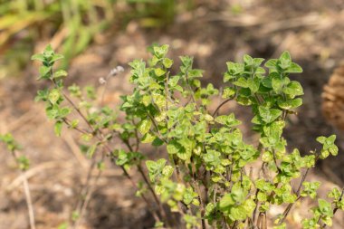 Zürih, İsviçre, 1 Mayıs 2024 Origanum Suriyesi veya Botanik Bahçesindeki Majoran Syriaca bitkisi