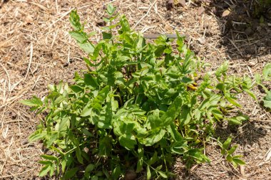 Zürih, İsviçre, 1 Mayıs 2024 Sium Sisarum veya botanik bahçesindeki etek fabrikası