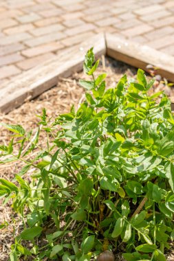 Zürih, İsviçre, 1 Mayıs 2024 Sium Sisarum veya botanik bahçesindeki etek fabrikası