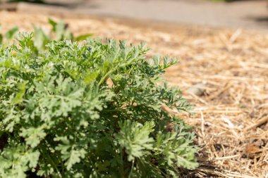 Zürih, İsviçre, 1 Mayıs 2024 Artemisia Absinthium veya botanik bahçesindeki yaygın pelin ağacı.