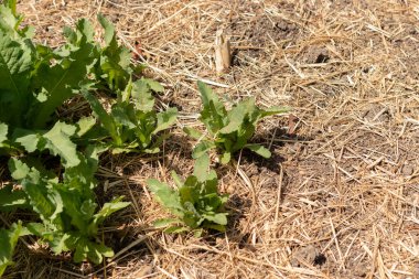 Zürih, İsviçre, 1 Mayıs 2024 Papaver Somniferum veya botanik bahçesindeki afyon haşhaş bitkisi