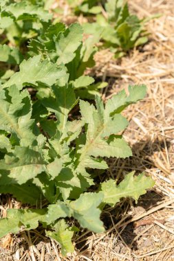 Zürih, İsviçre, 1 Mayıs 2024 Papaver Somniferum veya botanik bahçesindeki afyon haşhaş bitkisi