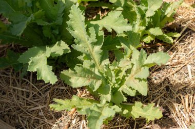 Zürih, İsviçre, 1 Mayıs 2024 Papaver Somniferum veya botanik bahçesindeki afyon haşhaş bitkisi