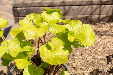 Zürih, İsviçre, 1 Mayıs 2024 Eutrema Wasabi bitkisi botanik bahçesinde