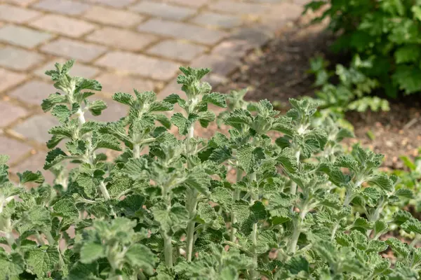 stock image Zurich, Switzerland, May 1, 2024 Marrubuim Vulgare or common horehound plant at the botanical garden