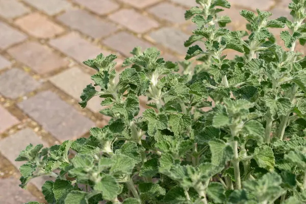 stock image Zurich, Switzerland, May 1, 2024 Marrubuim Vulgare or common horehound plant at the botanical garden