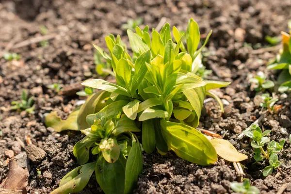 stock image Zurich, Switzerland, May 1, 2024 Centaurium Erythraea or common centaury plant at the botanical garden