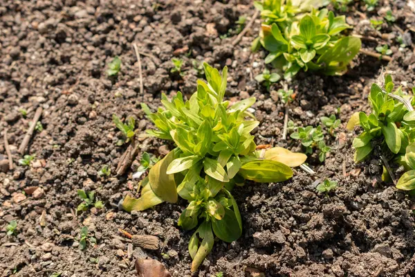 stock image Zurich, Switzerland, May 1, 2024 Centaurium Erythraea or common centaury plant at the botanical garden