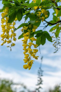 Saint Gallen, İsviçre, 18 Mayıs 2024 Laburnum Alpinum veya botanik bahçesindeki İskoç laburnum fabrikası