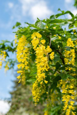 Saint Gallen, İsviçre, 18 Mayıs 2024 Laburnum Alpinum veya botanik bahçesindeki İskoç laburnum fabrikası