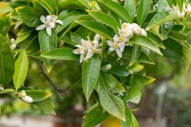 Saint Gallen, İsviçre, 18 Mayıs 2024 Citrus Sinensis veya botanik bahçesine portakal ekimi