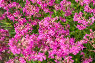 Saint Gallen, Switzerland, May 18, 2024 Silene Viscaria or sticky catchfly plant at the botanical garden clipart