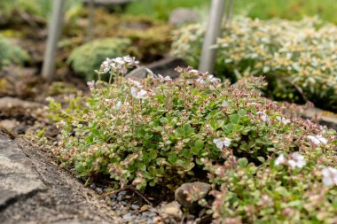 Saint Gallen, İsviçre, 18 Mayıs 2024 Gypìila Cerastioides veya botanik bahçesindeki civciv otu bebek nefes bitkisi