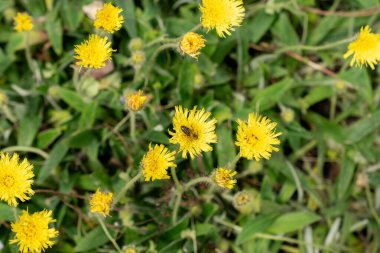 Saint Gallen, İsviçre, 18 Mayıs 2024 Peleteryum çiçekleri botanik bahçesinde