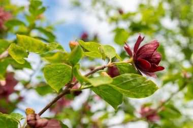 Saint Gallen, İsviçre, 18 Mayıs 2024 Sinocalycanthus Chinensis veya botanik bahçesindeki Çin tatlısu bitkisi