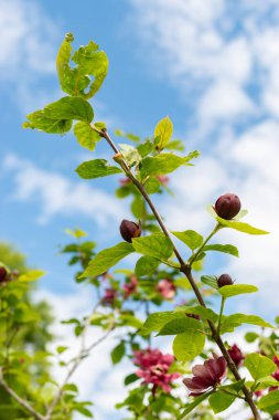 Saint Gallen, İsviçre, 18 Mayıs 2024 Sinocalycanthus Chinensis veya botanik bahçesindeki Çin tatlısu bitkisi