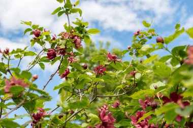 Saint Gallen, İsviçre, 18 Mayıs 2024 Sinocalycanthus Chinensis veya botanik bahçesindeki Çin tatlısu bitkisi