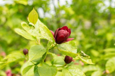 Saint Gallen, İsviçre, 18 Mayıs 2024 Sinocalycanthus Chinensis veya botanik bahçesindeki Çin tatlısu bitkisi