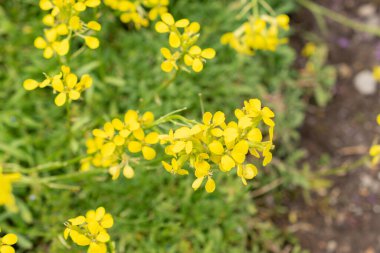 Saint Gallen, İsviçre, 18 Mayıs 2024 Erysimum Pulchellum bitkisi botanik bahçesinde