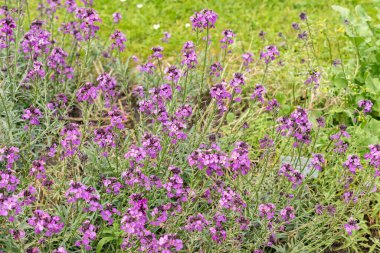 Saint Gallen, İsviçre, 18 Mayıs 2024 Erysimum Bicolor Bitkisi Botanik Bahçesi