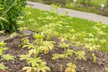 Saint Gallen, İsviçre, 18 Mayıs 2024 Cleome Spinosa veya botanik bahçesindeki dikenli örümcek çiçeği