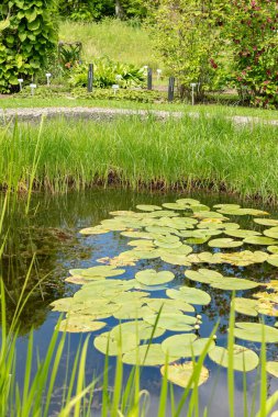 Saint Gallen, İsviçre, 18 Mayıs 2024 Botanik Bahçesinde küçük bir gölet