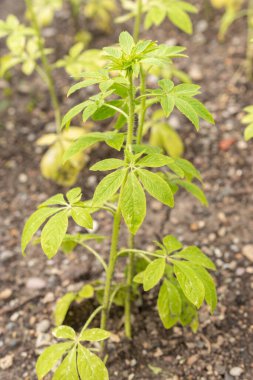 Saint Gallen, İsviçre, 18 Mayıs 2024 Cleome Spinosa veya botanik bahçesindeki dikenli örümcek çiçeği