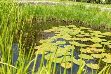 Saint Gallen, İsviçre, 18 Mayıs 2024 Botanik Bahçesinde küçük bir gölet