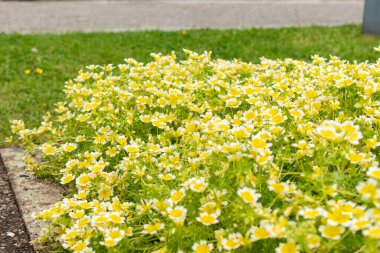 Saint Gallen, İsviçre, 18 Mayıs 2024 Limnanthes Douglasii veya botanik bahçesinde haşlanmış yumurta fabrikası