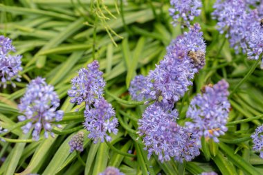 Saint Gallen, İsviçre, 18 Mayıs 2024 Scilla Litardierei veya botanik bahçesindeki Dalmaçyalı scilla bitkisi