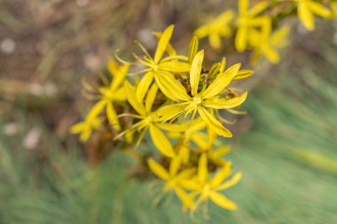 Saint Gallen, İsviçre, 18 Mayıs 2024 Asphodelus Fistulosus veya botanik bahçesindeki içi boş asphodel bitkisi