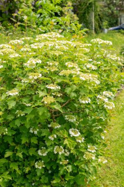 Saint Gallen, İsviçre, 18 Mayıs 2024 Viburnum Opulus veya guelder gül bitkisi botanik bahçesinde