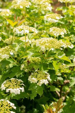 Saint Gallen, İsviçre, 18 Mayıs 2024 Viburnum Opulus veya guelder gül bitkisi botanik bahçesinde