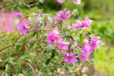 Saint Gallen, İsviçre, 18 Mayıs 2024 Bougainvillea X Buttiana Bitkisi Botanik Bahçesi