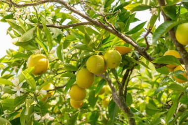 Saint Gallen, İsviçre, 18 Mayıs 2024 Citrus Sinensis veya botanik bahçesine portakal ekimi