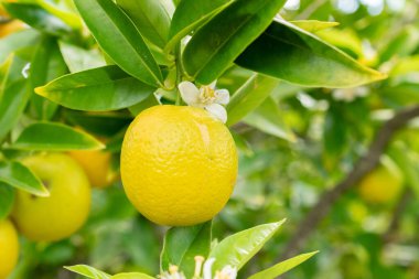 Saint Gallen, İsviçre, 18 Mayıs 2024 Citrus Sinensis veya botanik bahçesine portakal ekimi