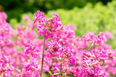 Saint Gallen, İsviçre, 18 Mayıs 2024 Silene Viscaria veya botanik bahçesindeki yapışkan catchfly bitkisi