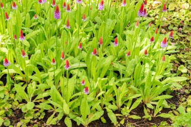 Saint Gallen, İsviçre, 18 Mayıs 2024 Primula Vialii ya da botanik bahçesindeki primrose bitkisi.