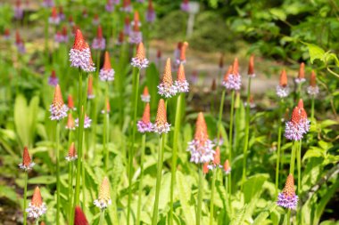 Saint Gallen, İsviçre, 18 Mayıs 2024 Primula Vialii ya da botanik bahçesindeki primrose bitkisi.