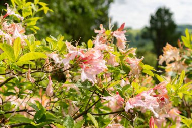 Saint Gallen, İsviçre, 18 Mayıs 2024 Rhododendron Canadense veya botanik bahçesindeki Kanada Rosebay fabrikası