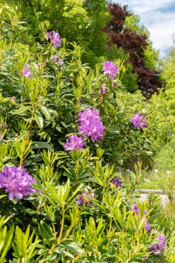 Saint Gallen, İsviçre, 18 Mayıs 2024 Botanik Bahçesindeki Rhododendron Ponticum fabrikası