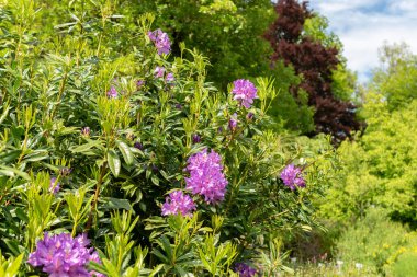 Saint Gallen, İsviçre, 18 Mayıs 2024 Botanik Bahçesindeki Rhododendron Ponticum fabrikası