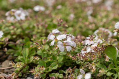 Saint Gallen, İsviçre, 18 Mayıs 2024 Gypìila Cerastioides veya botanik bahçesindeki civciv otu bebek nefes bitkisi
