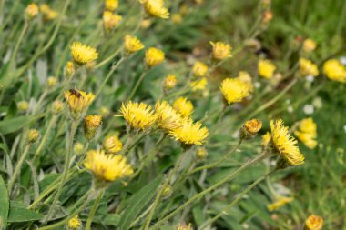 Saint Gallen, İsviçre, 18 Mayıs 2024 Peleteryum çiçekleri botanik bahçesinde