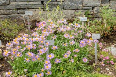 Saint Gallen, İsviçre, 18 Mayıs 2024 Aster Himalaicus botanik bahçesindeki çiçekler